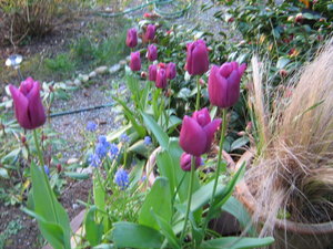 My tulips...
