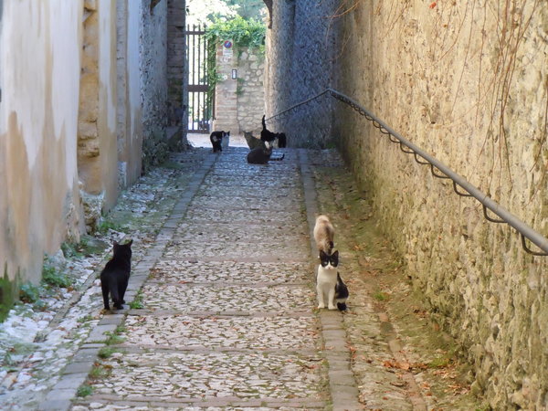 Cats waiting for man who feeds them