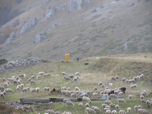 Sheep and herder