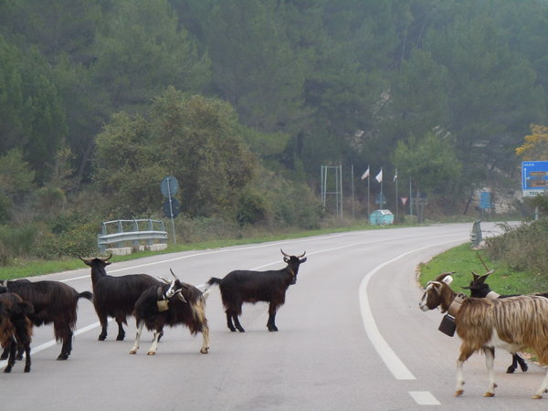 Goats crossing in the mountains, Gargona
