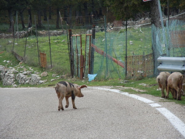 Feral pigs crossing in the mountains...
