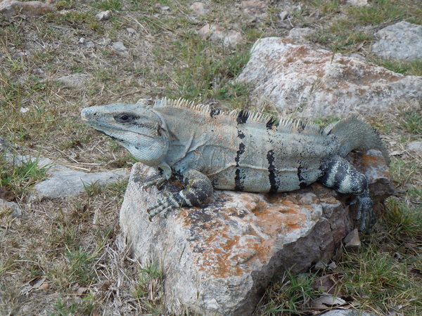 A resident iguana