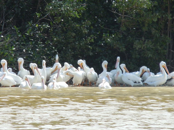 White pelicans, migrated from Canada