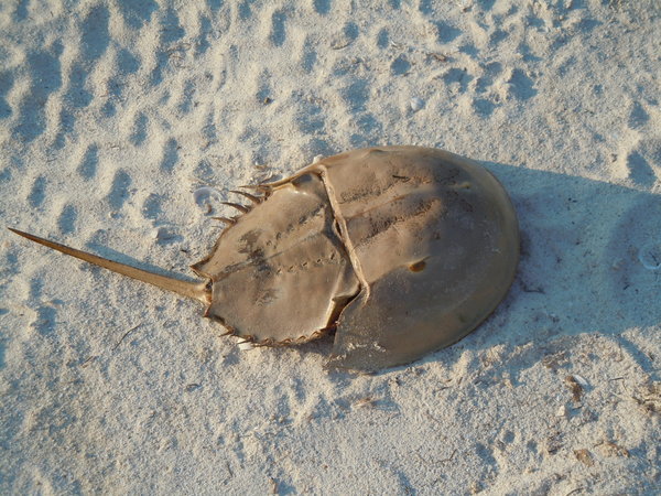 Horseshoe Crab shell