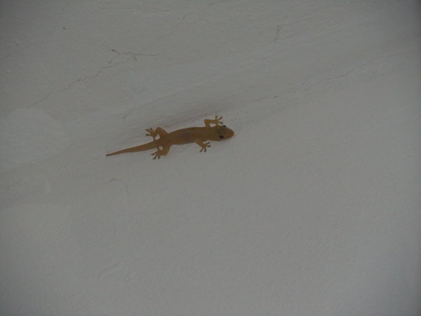 Our own private gecko