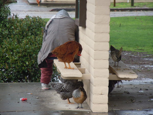 The Homeless Chickens of Fair Oaks