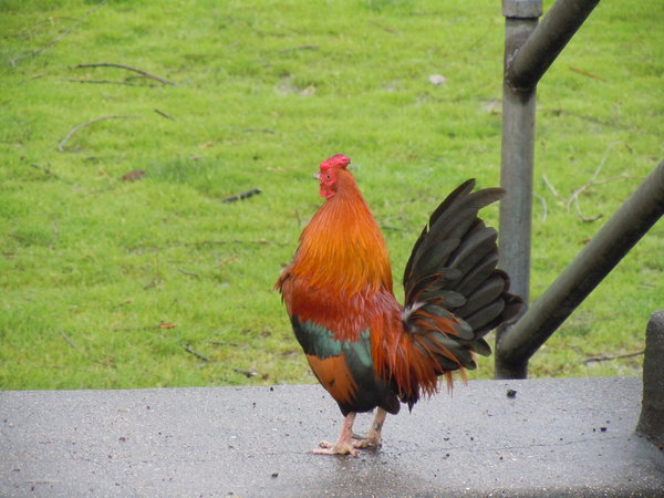 A rooster crowing