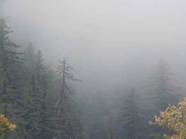 Mist on Palomar Mountain