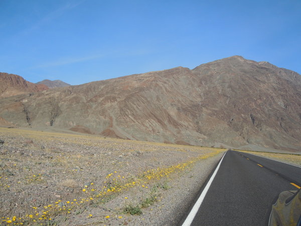 Death Valley:  field of flowers