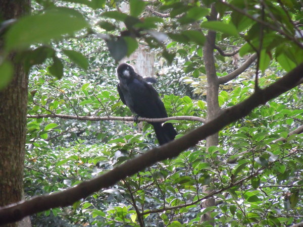 One of the giant ravens in Yoyogi