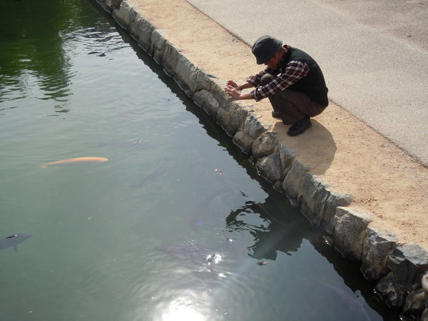 Phographing carp in the moat