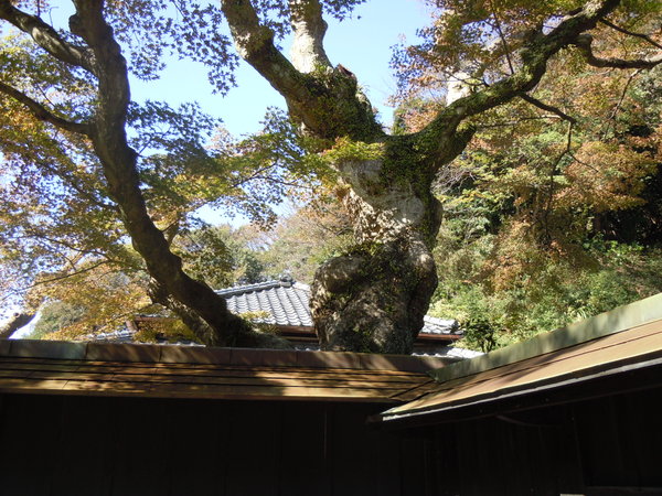 Old Trees at Engaku-ji