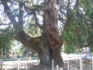 750 year old trees at Kencho-ji