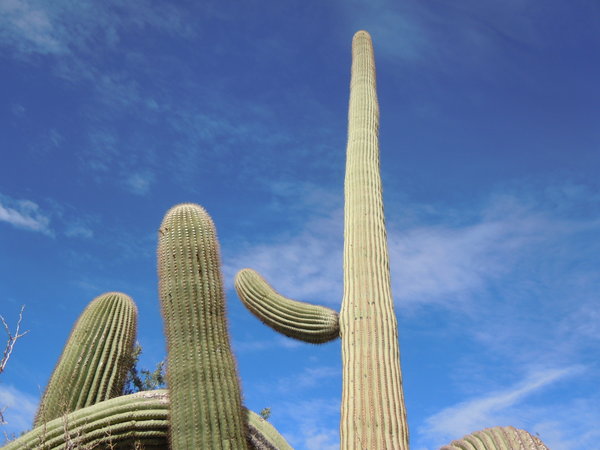 Saguaro in the National Park