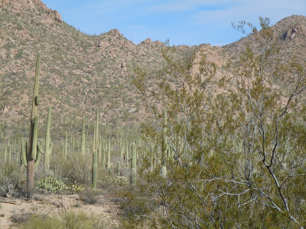 More saguaros...