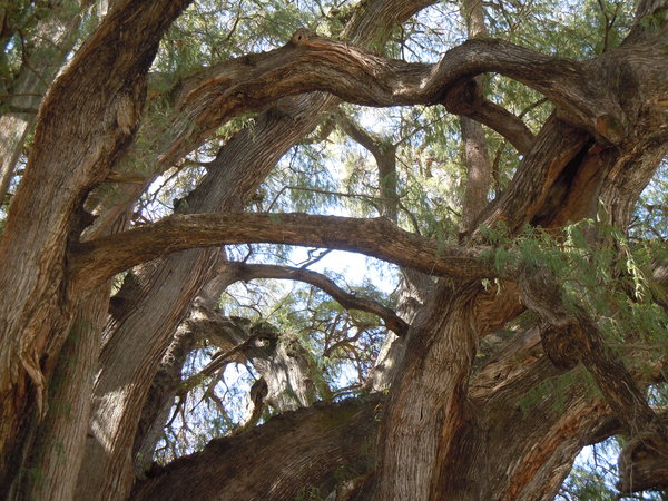 Tule tree branches