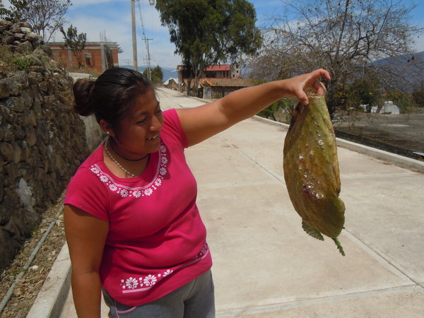 Agostin's wife Licha with catus covered with cochilla larvae for red dye