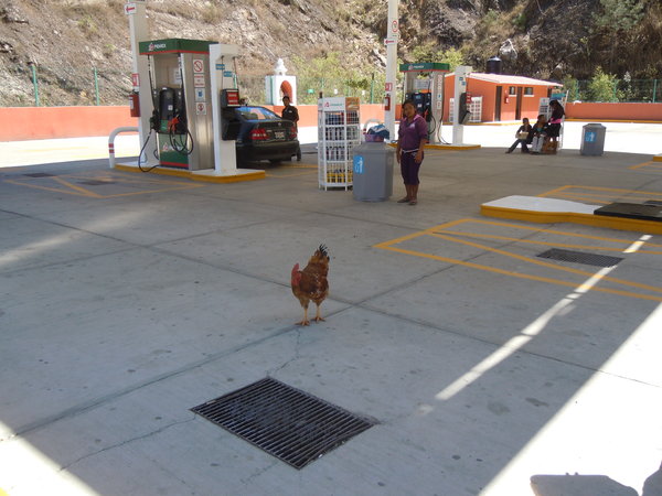 Gas station rooster and chickens