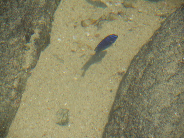 Blue fish in tidal pool