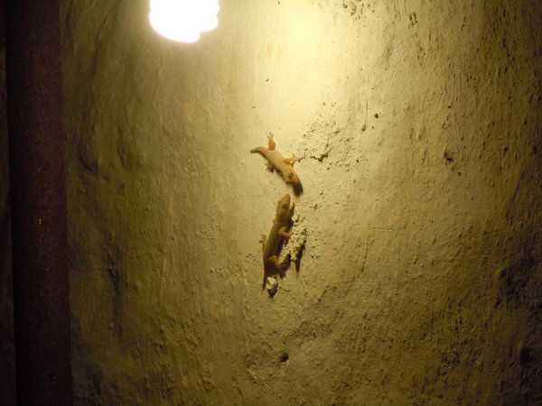 Geckos eating bugs under light