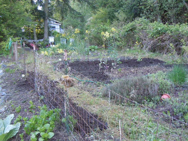 Garden is mostly weeded...