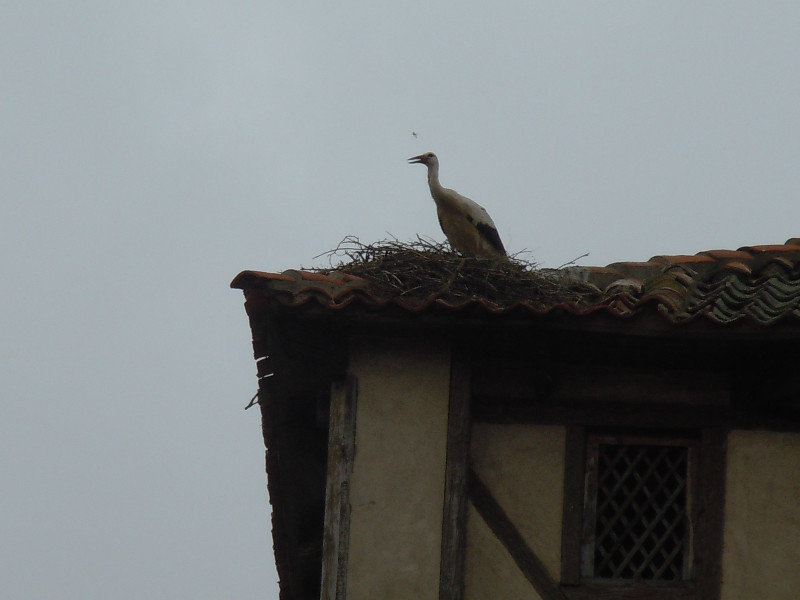 Stork nest!