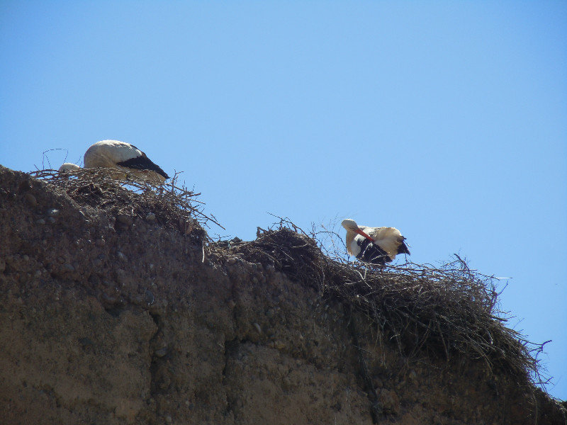 Storks nesting at the El Badi Palace