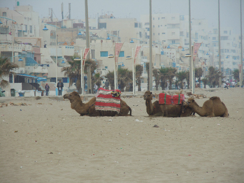 Martil beach and camels