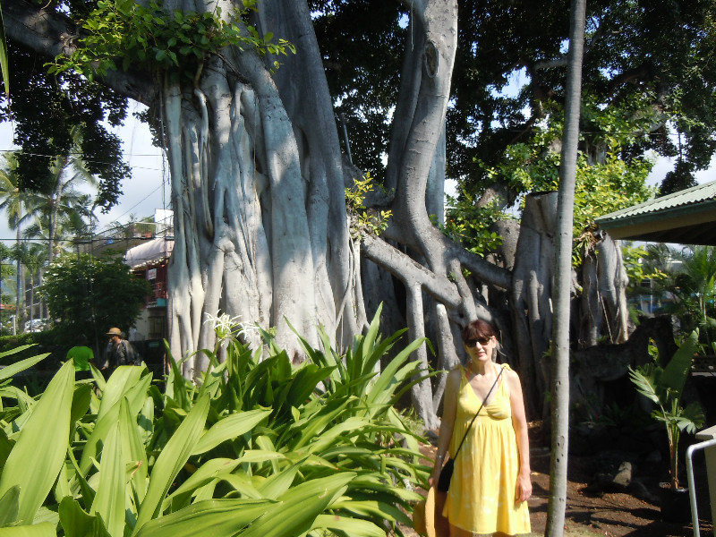Cool Banyan tree