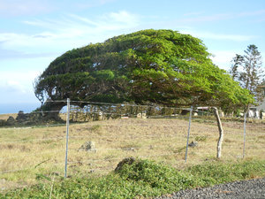 South Point tree