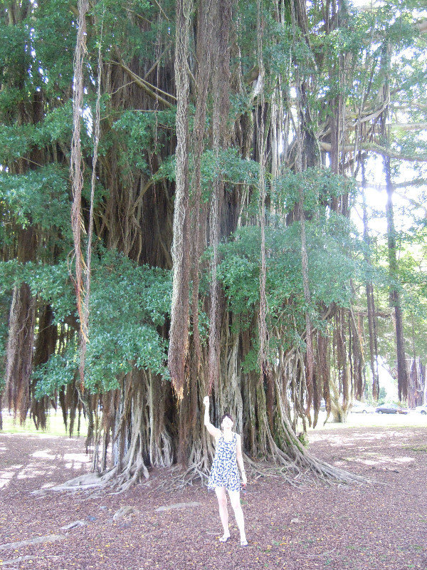 Banyon tree in Lihiwai Park, Hilo