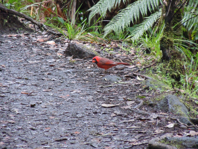 Cardinal (not native) on trail