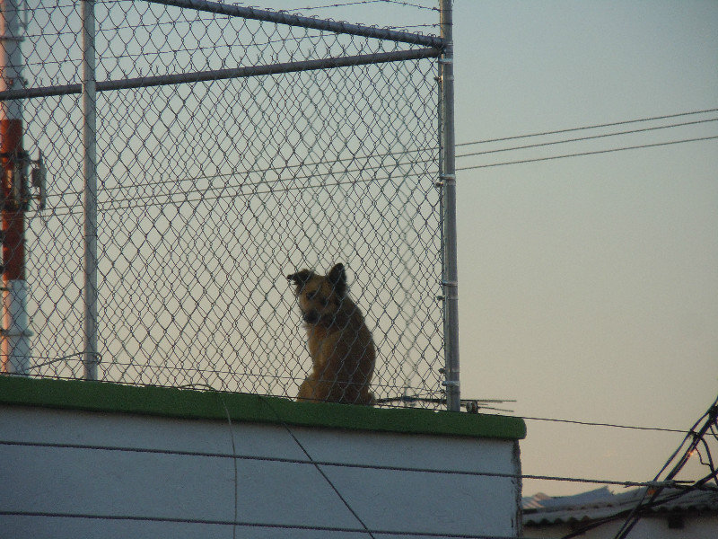 The rooftop dog across from our room...