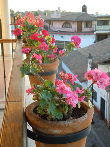 Geraniums on our balcony