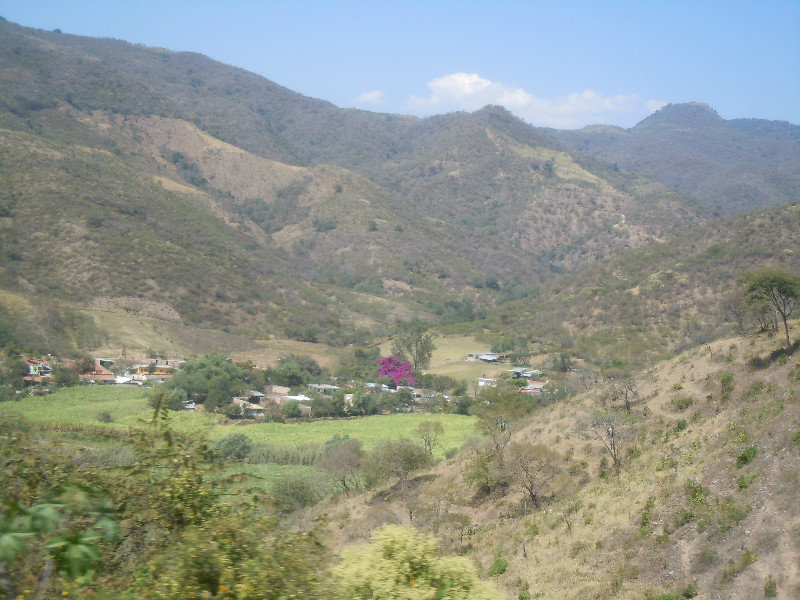 Valley with huge bouganvillia