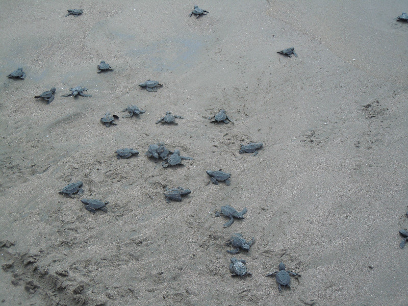 Released turtles