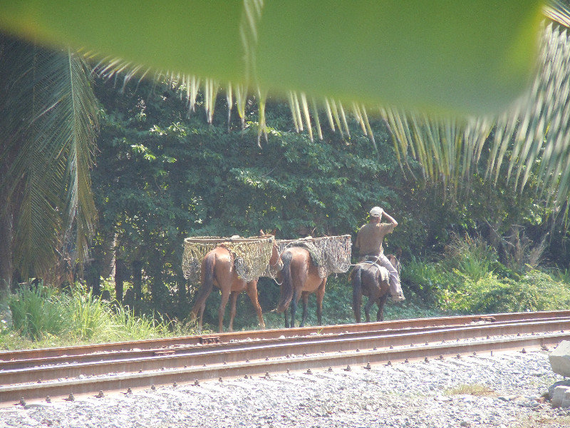 Mules along the railroad