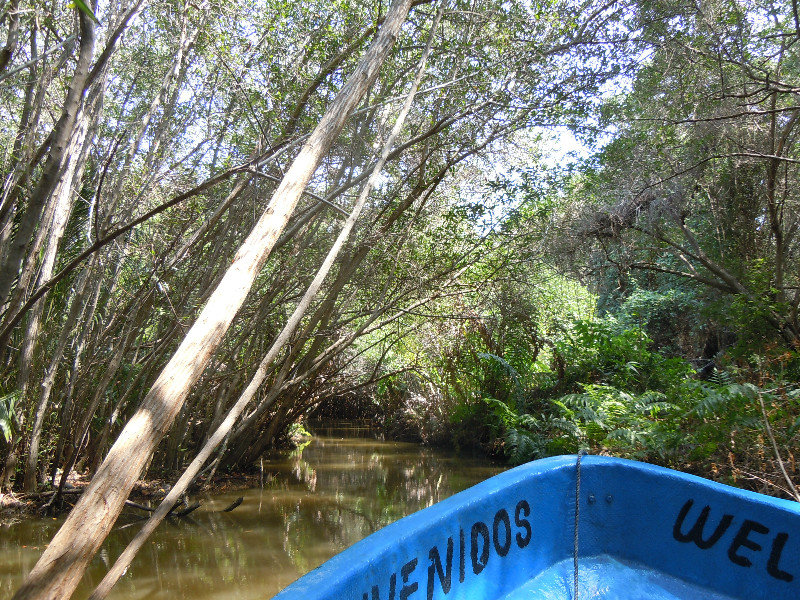 Into the mangroves