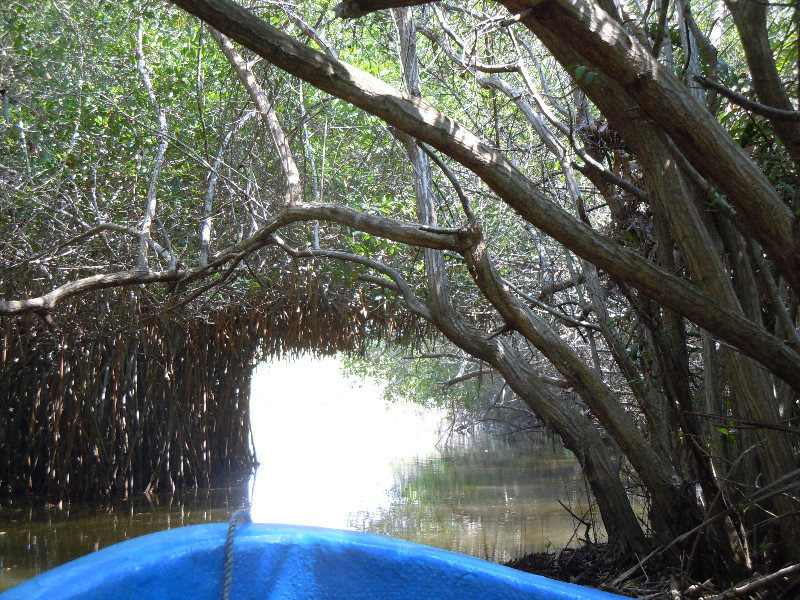 Into the mangroves
