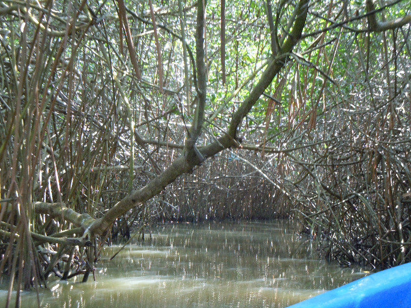 Even deeper into the mangroves