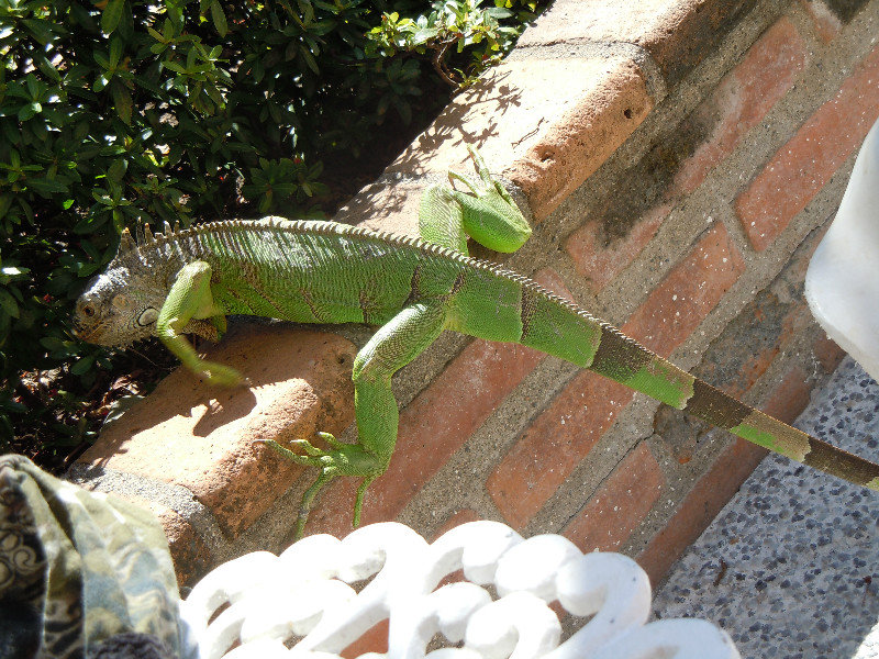 Small green iguana