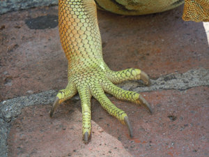 Iguana Claws