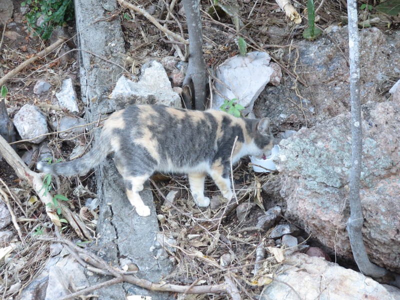 Faro cave cat