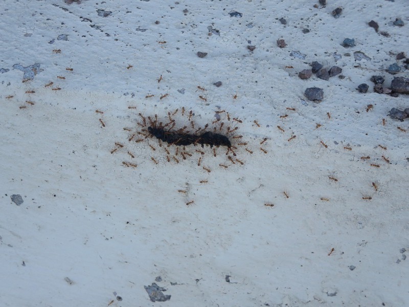 The mystery ants at work