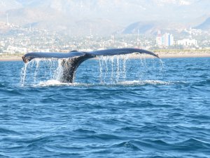 Humpback mom, with La Paz in the background