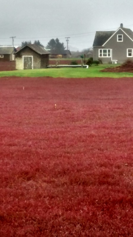 Cranberry bogs