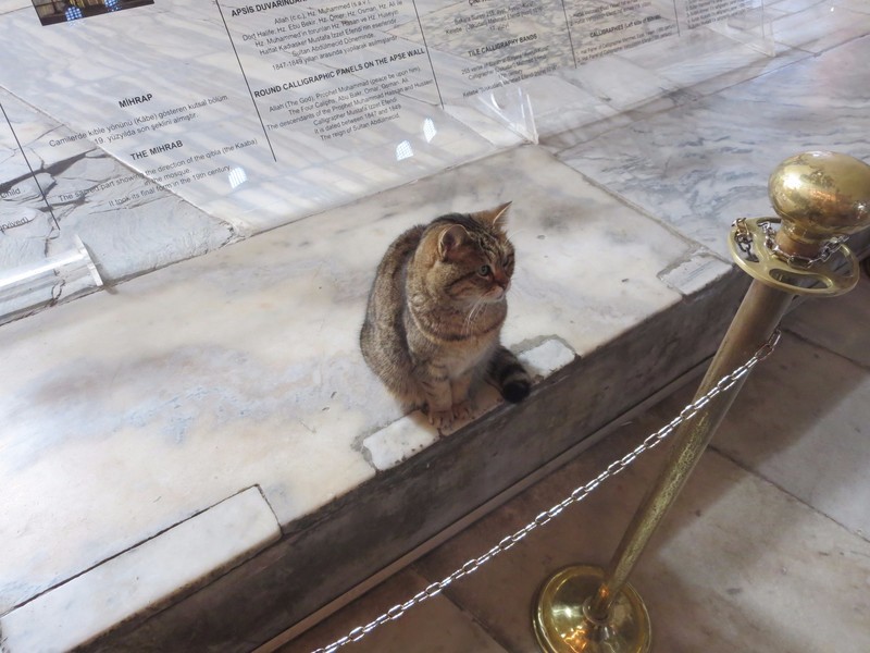 Cat holding court in front of the apse...