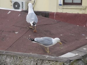 Gulls nesting on the roof across from our pation