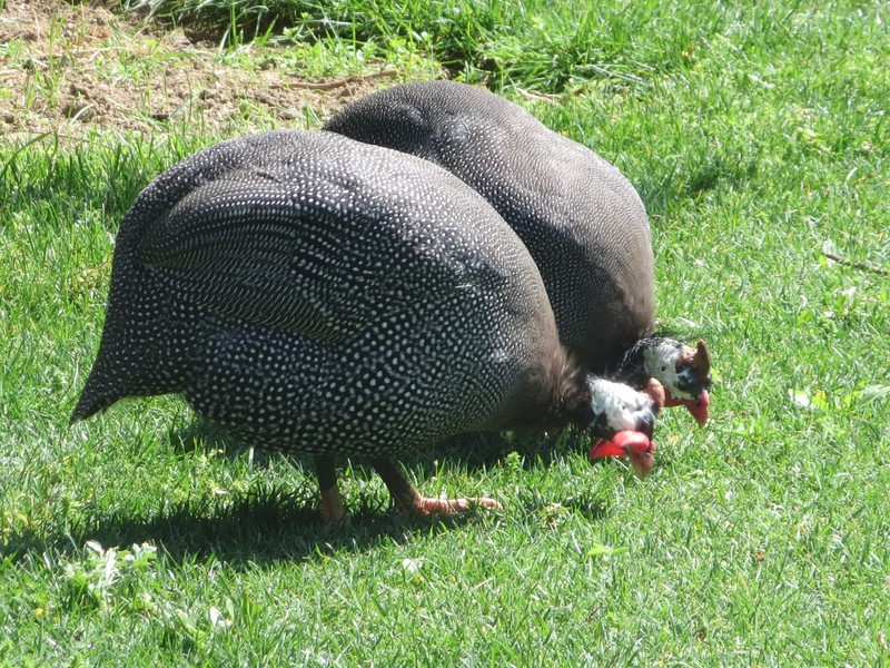 Guinea Hens on the grounds