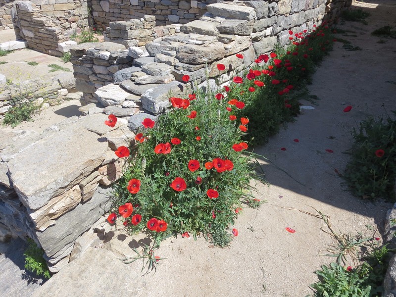 Poppies on Delos
